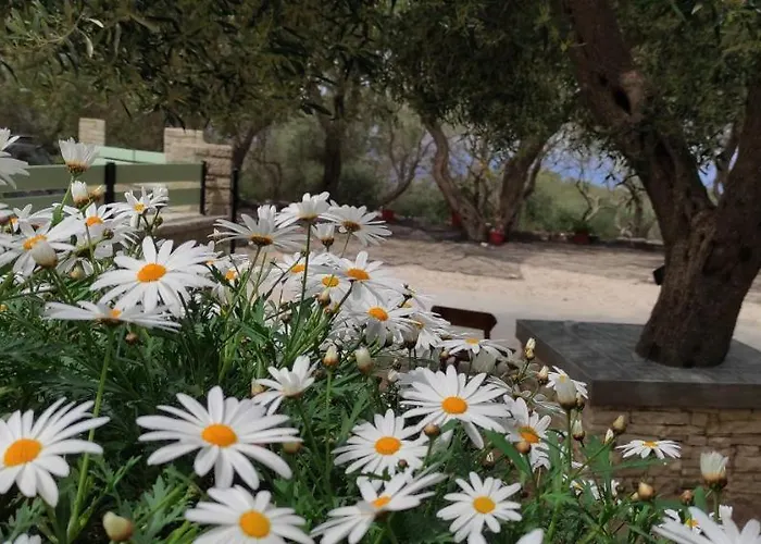 Olive Garden, Kastanida - Paxoi Daire Gaios